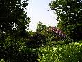 gal/holiday/Nymans Gardens 2003/_thb_Rhododendron_010.jpg